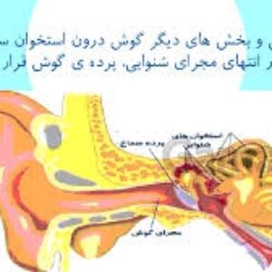 پاورپوینت اشنایی دانش اموزان با گوش واجزای آن