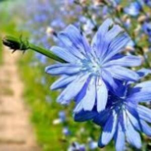 دانلود اطلاعات گیاه دارویی کاسنی