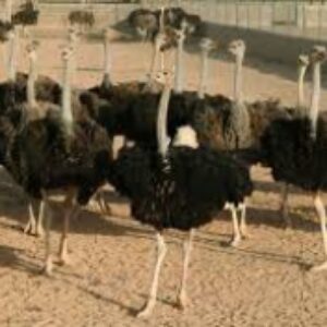 تحقیق درباره طرح پرورش شترمرغ