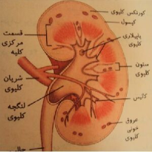 پاورپوینت کلیه و مجاری ادراری  (28 اسلاید)