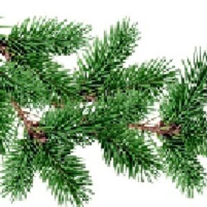 39 عدد عکس با کیفیت png از درخت کاج- حجم: 121 مگابایت