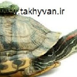 بیماری های لاک پشت گوش قرمز