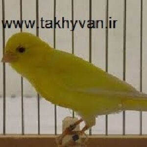 دانه ها و میوه های مجاز قناری