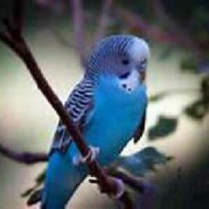 اطلاعات مهم درباره نگهداری مرغ عشق