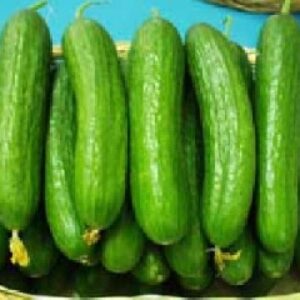 خیار گلخانه ای