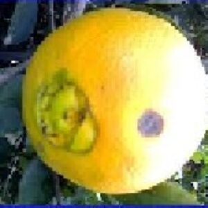 آشنایی با آفات مرکبات