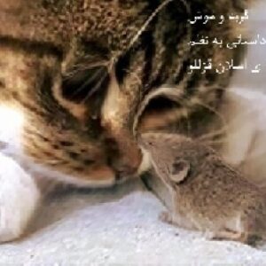 گربه و موش