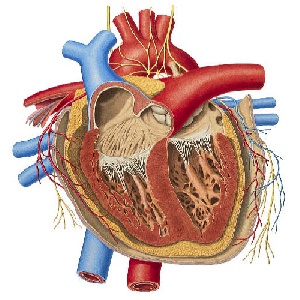 فیزیولوژی قلب و عروق