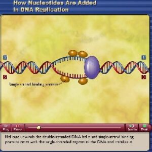 همانند سازی DNA  یا DNA replication