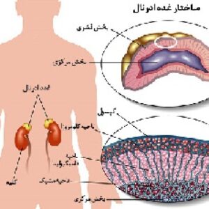 پاورپوینت کامل و جامع با عنوان غدد درون ریز بدن و هورمون های مترشحه از آنها در 68 اسلاید
