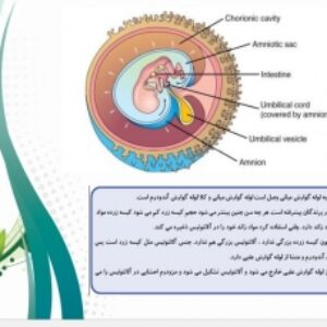 دانلود پاورپوینت علم جنین شناسی) 